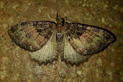 <i>Triphosa dubitata</i>