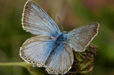 <i>Lysandra coridon</i>