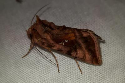 <i>Autographa jota</i>