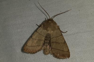 <i>Charanyca trigrammica</i>