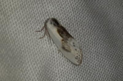 <i>Cilix glaucata</i>