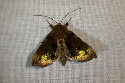 <i>Diachrysia chrysitis</i>