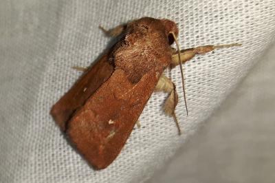 <i>Mythimna albipuncta</i>