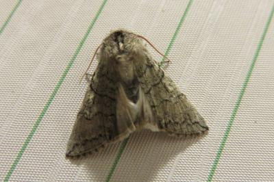 <i>Achlya flavicornis</i>