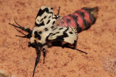 <i>Lymantria monacha</i>