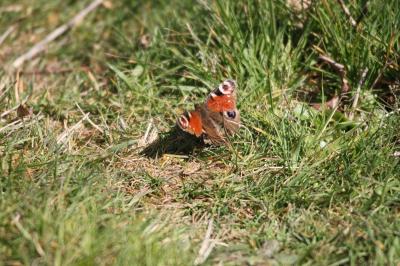 <i>Aglais io</i>
