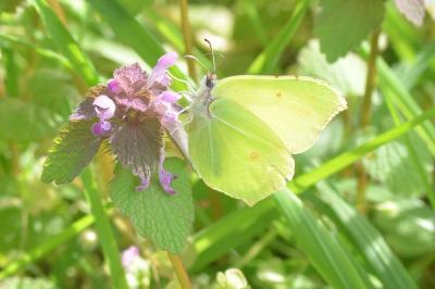 <i>Gonepteryx rhamni</i>