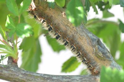 <i>Lasiocampa quercus</i>