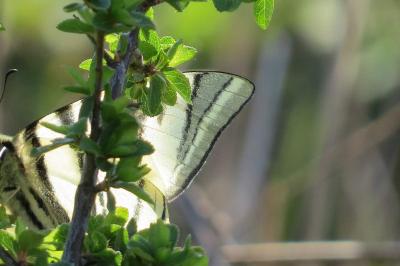 <i>Iphiclides podalirius</i>
