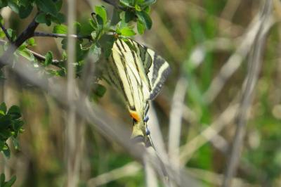 <i>Iphiclides podalirius</i>