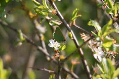 <i>Callophrys rubi</i>