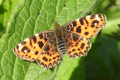 <i>Araschnia levana</i>