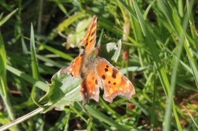<i>Polygonia c-album</i>
