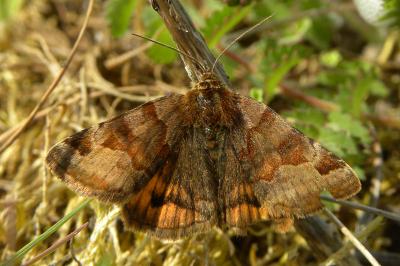 <i>Euclidia glyphica</i>