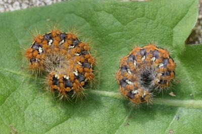 <i>Euplagia quadripunctaria</i>