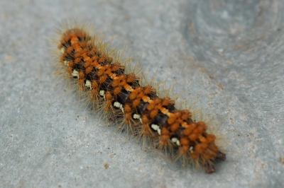 <i>Euplagia quadripunctaria</i>