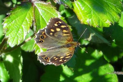 <i>Pararge aegeria</i>