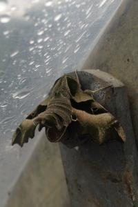 <i>Proserpinus proserpina</i>