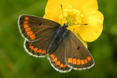 <i>Aricia agestis</i>