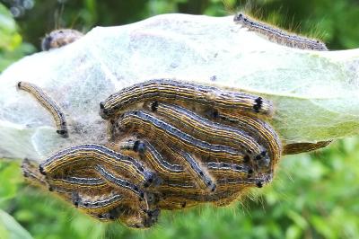 <i>Malacosoma neustria</i>