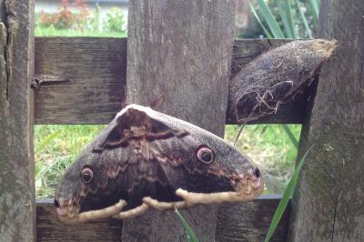 <i>Saturnia pyri</i>