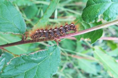 <i>Euproctis chrysorrhoea</i>