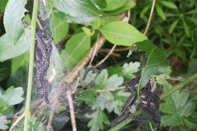 <i>Yponomeuta cagnagella</i>