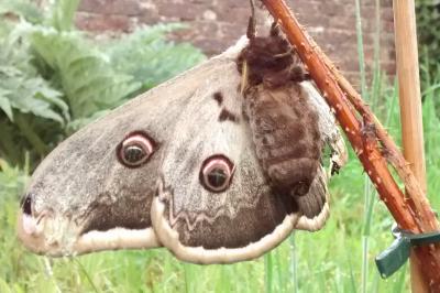 <i>Saturnia pyri</i>