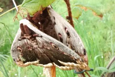 <i>Saturnia pyri</i>