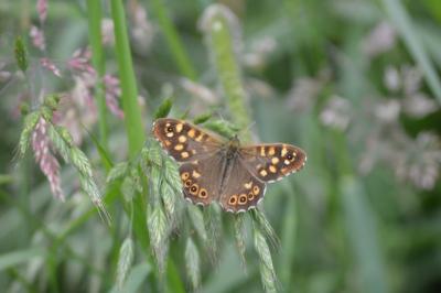 <i>Pararge aegeria</i>