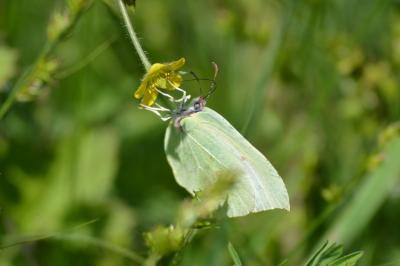 <i>Gonepteryx rhamni</i>