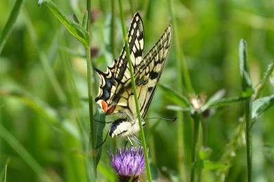 <i>Papilio machaon</i>
