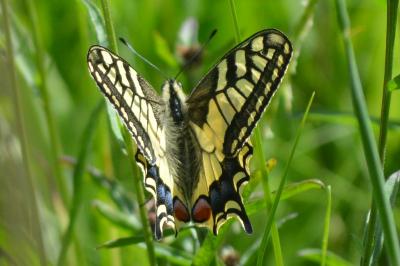 <i>Papilio machaon</i>
