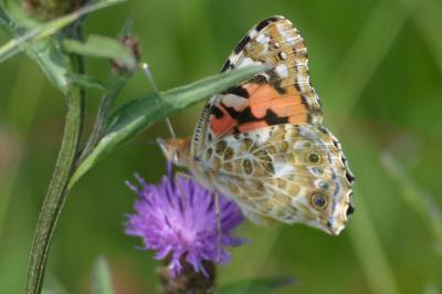 <i>Vanessa cardui</i>