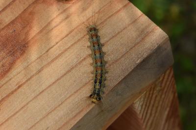 <i>Lymantria dispar</i>