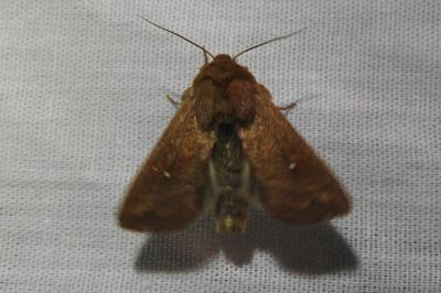 <i>Mythimna albipuncta</i>