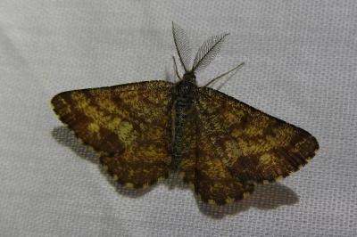 <i>Ematurga atomaria</i>