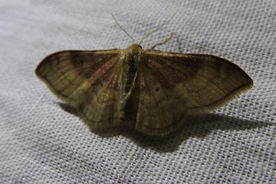 <i>Idaea degeneraria</i>