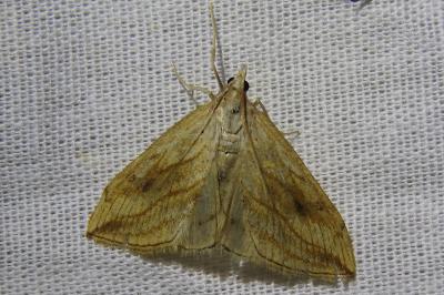<i>Evergestis forficalis</i>