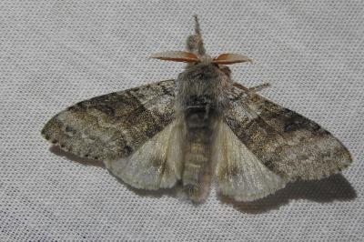 <i>Calliteara pudibunda</i>