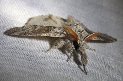 <i>Calliteara pudibunda</i>