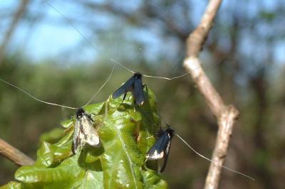 <i>Adela reaumurella</i>