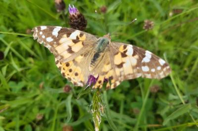 <i>Vanessa cardui</i>