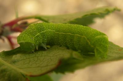 <i>Orthosia cerasi</i>