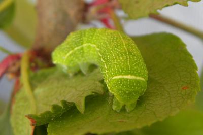 <i>Orthosia cerasi</i>