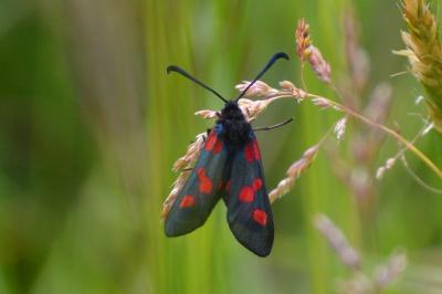 <i>Zygaena trifolii</i>