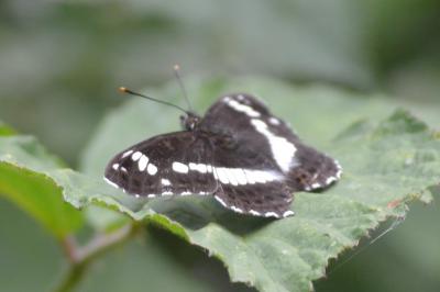<i>Limenitis camilla</i>