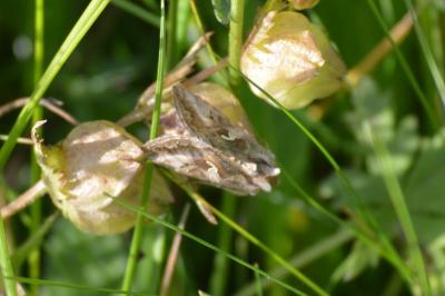 <i>Autographa gamma</i>