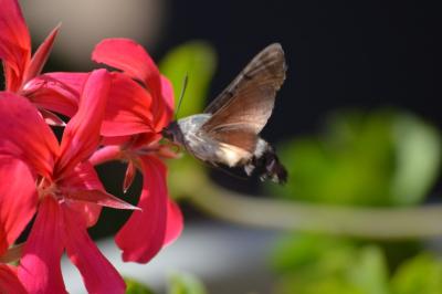 <i>Macroglossum stellatarum</i>