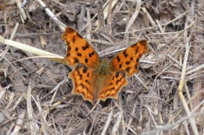 <i>Polygonia c-album</i>